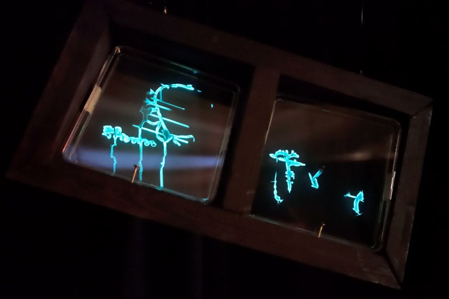 Light Emitting Bacteria - GLOW
